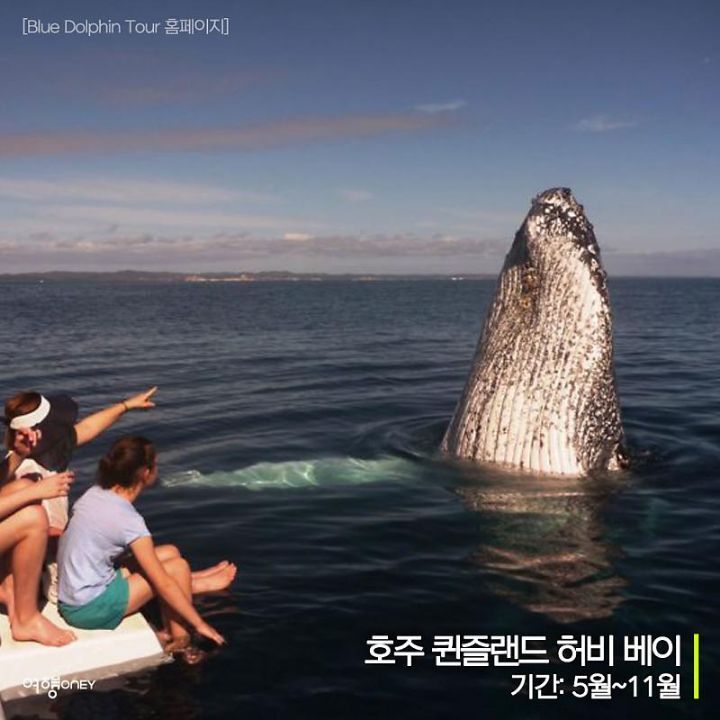 우영우도 사랑한 고래들을 볼 수 있는 곳.jpg | 인스티즈