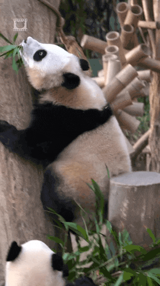 후이바오🐼 분노 포인트 5가지 | 인스티즈