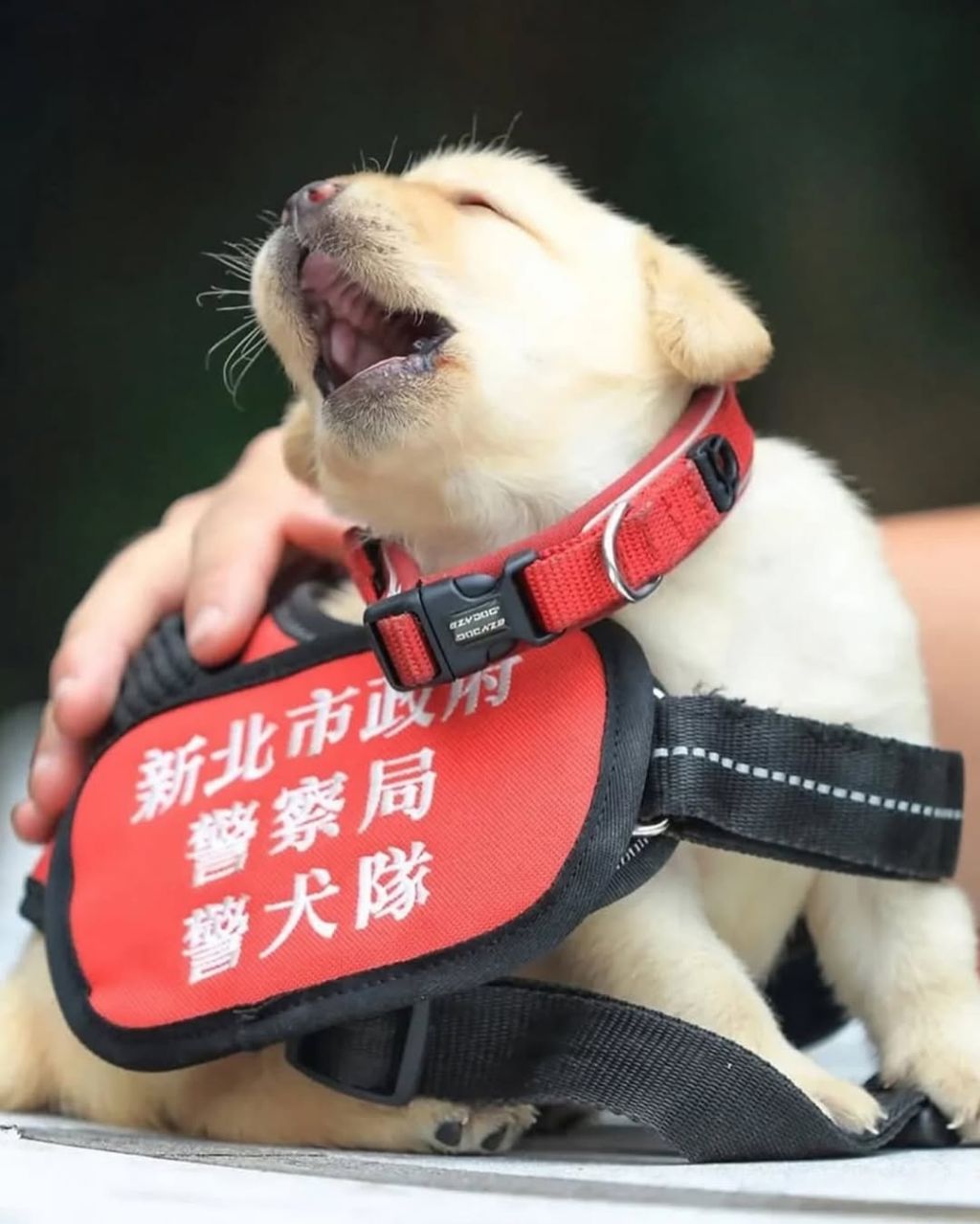 대만 경찰견 후보생으로 입대한 댕댕이 | 인스티즈