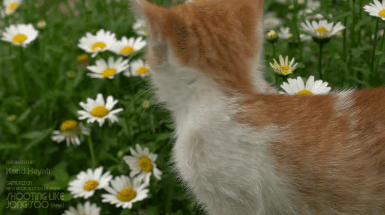 아제르바이잔 전통빵을 만드는데...고양이가 귀엽습니다.gif | 인스티즈