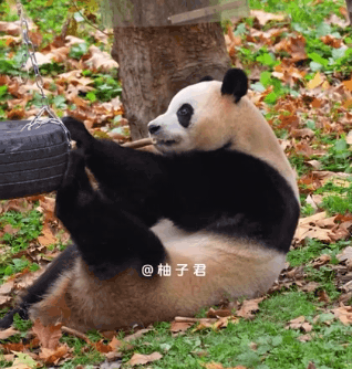 푸바오🐼: 그네 너 움직이디마! 가만히 있어.gif | 인스티즈