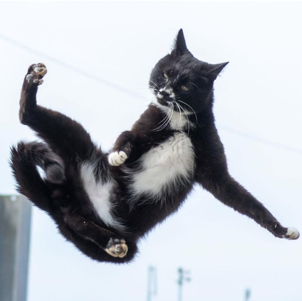 무림고수가 죽으면 고양이로 환생한다는 이야기가 있다 | 인스티즈