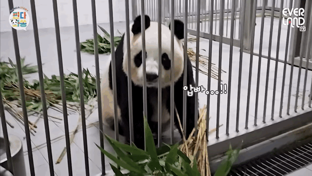 오늘 전지적 판다와쏭 먹깨비 아이바오ㅋㅋㅋㅋ.gif | 인스티즈