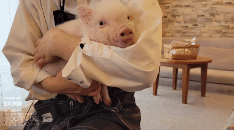 일본 도쿄의 미니어처 피그 카페.gif | 인스티즈