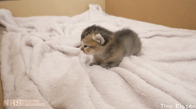 잠에서 깨어나 엄마를 찾는 아기냥이.gif | 인스티즈