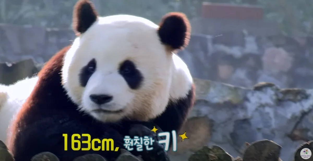훤칠한 키, 짧은 다리, 귀여운 뱃살을 가진 우리 러부지 러바오.gif | 인스티즈