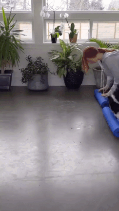 브로콜리랑 요가하기.gif | 인스티즈