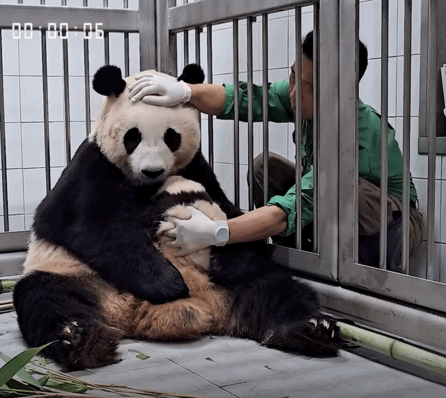 오늘 전지적 판다와쏭 먹깨비 아이바오ㅋㅋㅋㅋ.gif | 인스티즈