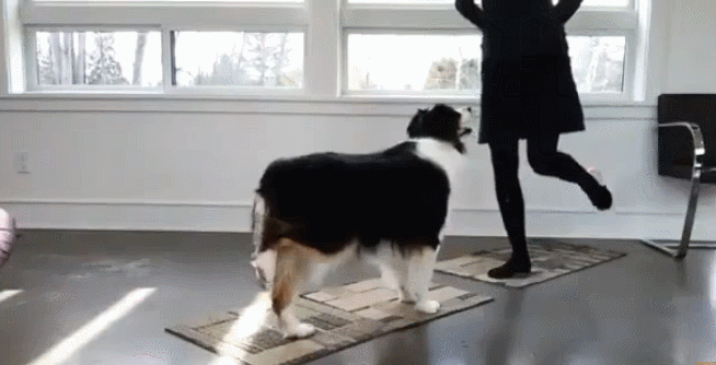 브로콜리랑 요가하기.gif | 인스티즈