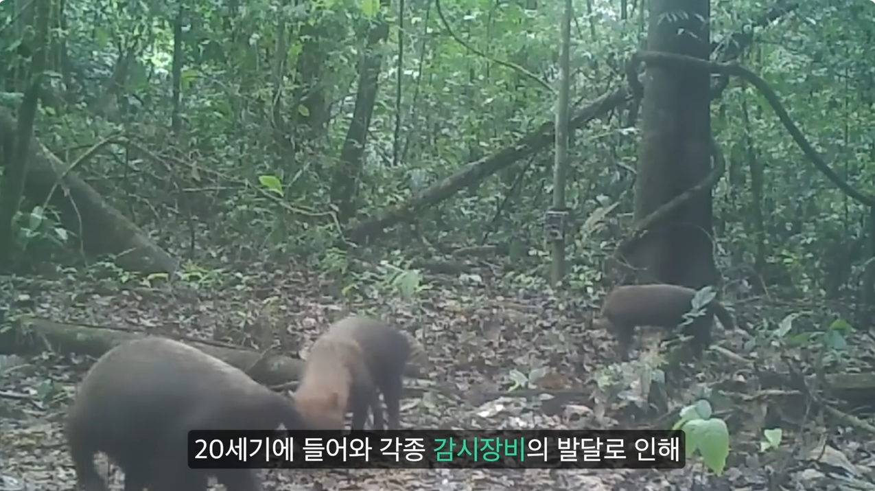 세상에서 가장 원시적인 개과동물 덤불개.jpg | 인스티즈