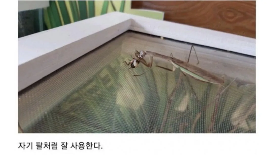 비브라늄 사마귀 최신근황 | 인스티즈