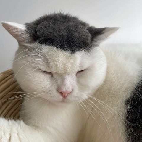 뭐랄까... 강호동....같은 헤어스타일을 가진 고양이.jpg | 인스티즈