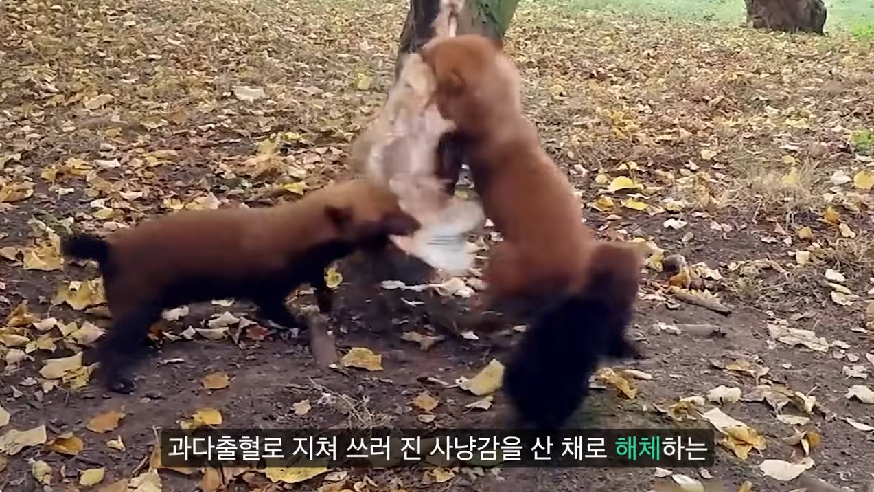 세상에서 가장 원시적인 개과동물 덤불개.jpg | 인스티즈