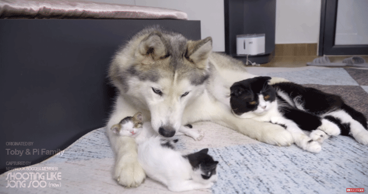 고양이 육아스킬 만렙인 시베리안 허스키.gif | 인스티즈