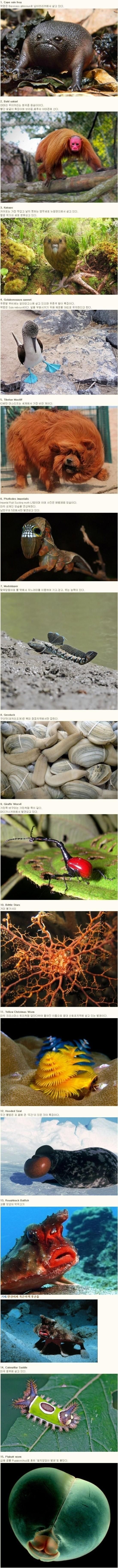 지구에 사는 신기한 동물들 | 인스티즈