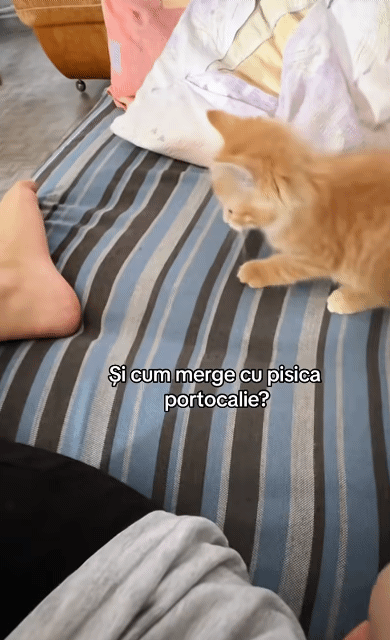 치즈냥이는 참지않아.gif | 인스티즈