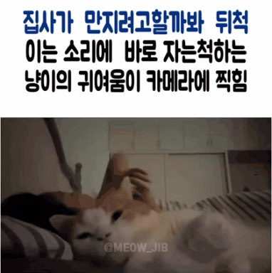 집사가 만질까봐 자는 척하는 고양이 | 인스티즈