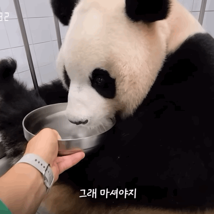 강바오 앞에선 아기같은 아이바오 이뻐이뻐.gif | 인스티즈