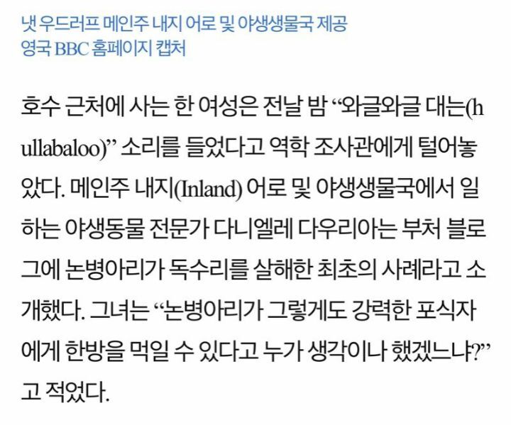 논병아리에게 공격당해서 죽은 독수리 | 인스티즈