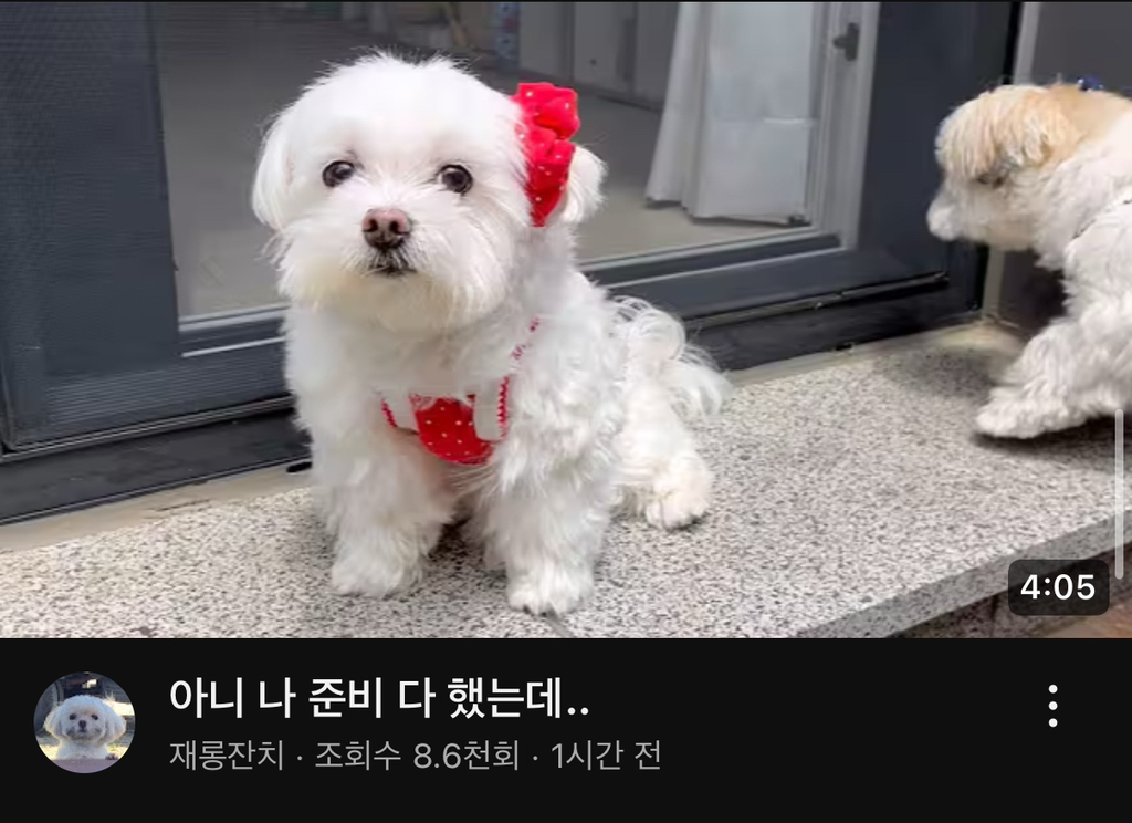 참 이미지