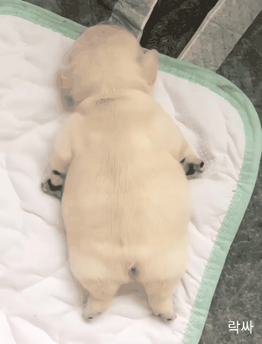 꿈꾸는 아기댕댕이 | 인스티즈