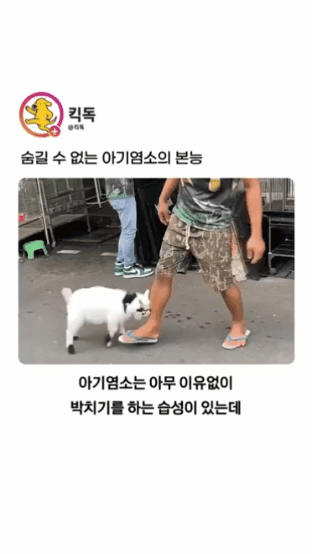 아기 염소의 본능.gif | 인스티즈