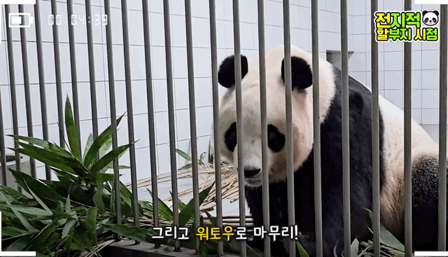 오늘 전지적 판다와쏭 먹깨비 아이바오ㅋㅋㅋㅋ.gif | 인스티즈