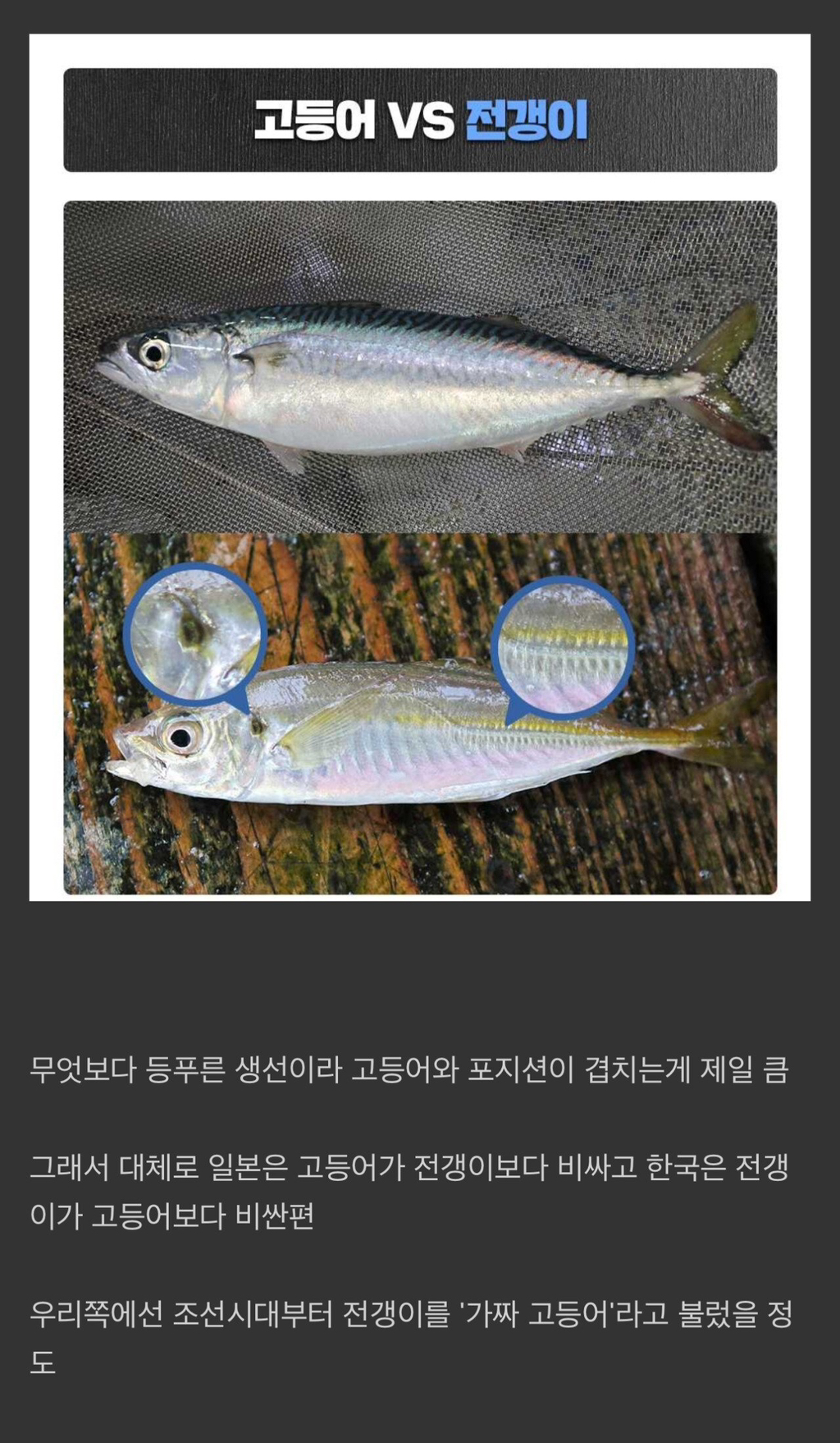 생선 이미지