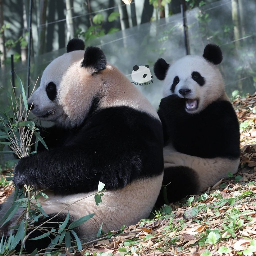 엄마랑 화해하고 같이 외근 나온 후이바오🐼.jpg | 인스티즈