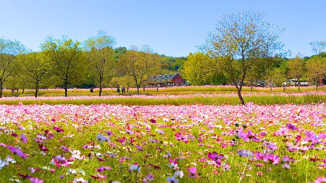 완벽한 가을 여행 코스 여기 있어요 국내 가을 여행 추천 BEST | 인스티즈