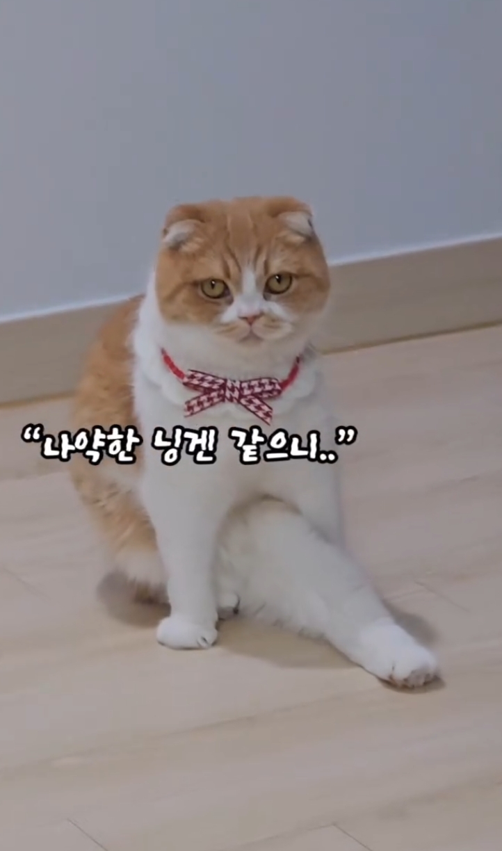 다리 깁스한 집사 약올리는 고양이 | 인스티즈