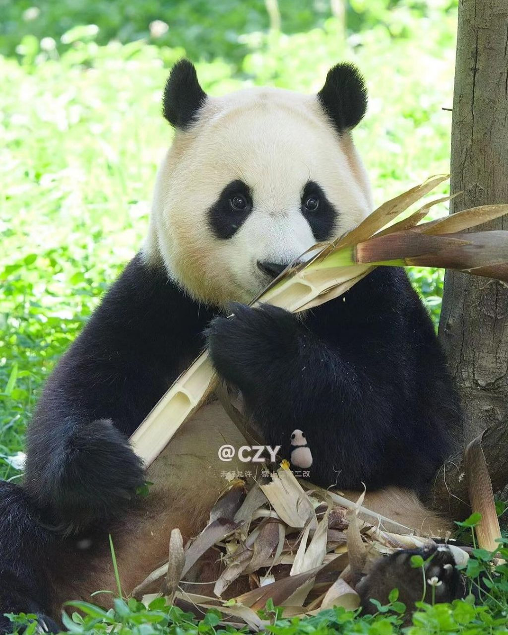 죽순 마이크들고 노래부르는 푸바오🐼.jpg | 인스티즈