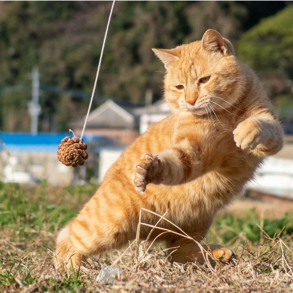 무림고수가 죽으면 고양이로 환생한다는 이야기가 있다 | 인스티즈