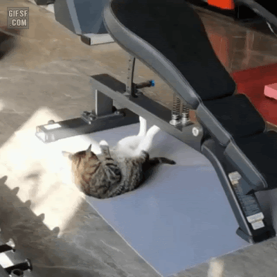 운동 빡세게 하는 고양이.gif | 인스티즈