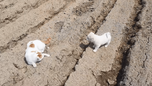 고양이한테 냥냥펀치 맞고 도망가는 시고르자브종.gif | 인스티즈