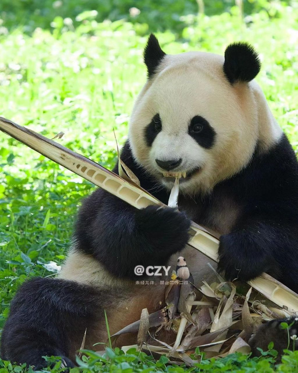 죽순 마이크들고 노래부르는 푸바오🐼.jpg | 인스티즈