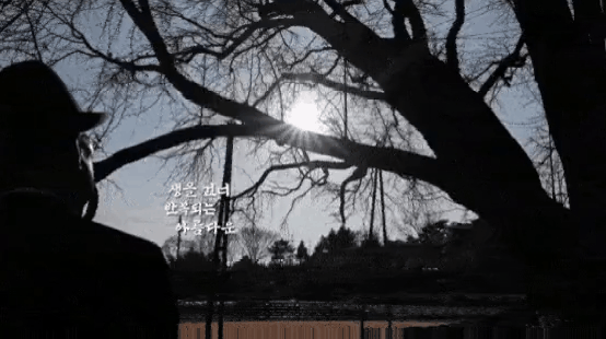 천연기념물 원주 반계리 은행나무의 사계절.gif | 인스티즈