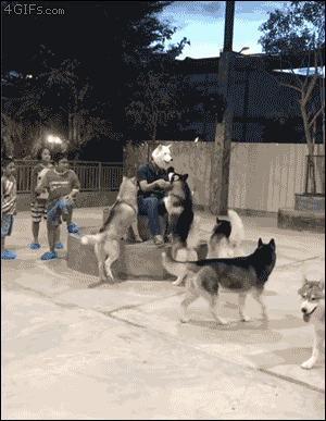 고양이 가면과 댕댕이 가면의 차이 | 인스티즈