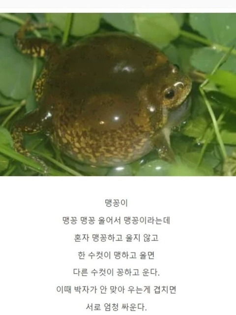 맹꽁이가 싸우는 이유 | 인스티즈