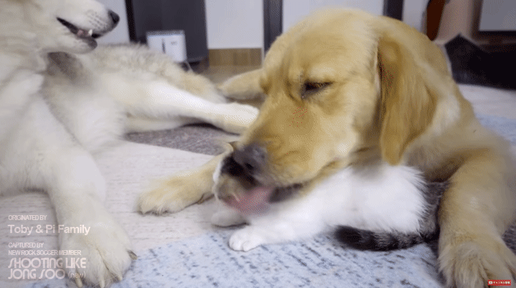 좌우 번갈아가며 거칠게 냥빨 당하는 아기냥이.gif | 인스티즈
