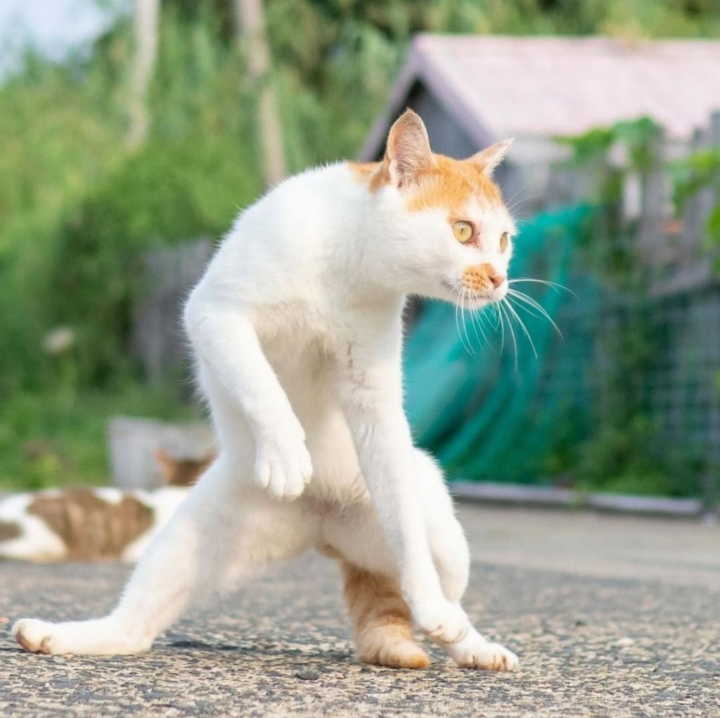 무림고수가 죽으면 고양이로 환생한다는 이야기가 있다 | 인스티즈