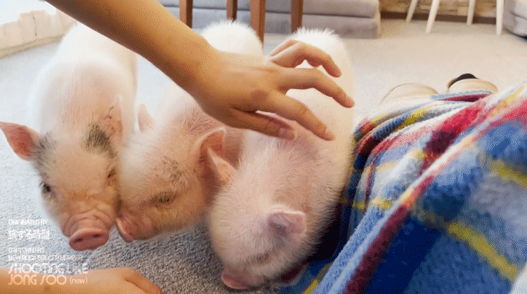 일본 도쿄의 미니어처 피그 카페.gif | 인스티즈