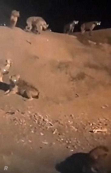 동네개 취급 당하는 아프리카 하이에나.gif | 인스티즈