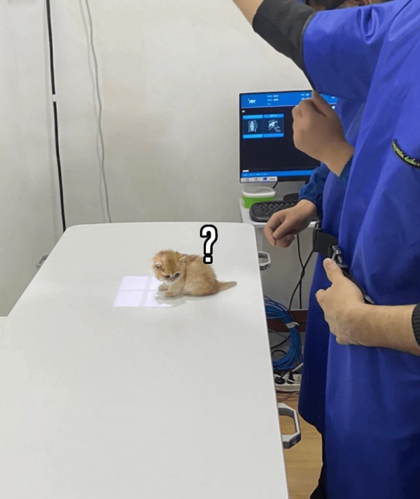 엑스레이 찍으러 온 고양이.jpg | 인스티즈