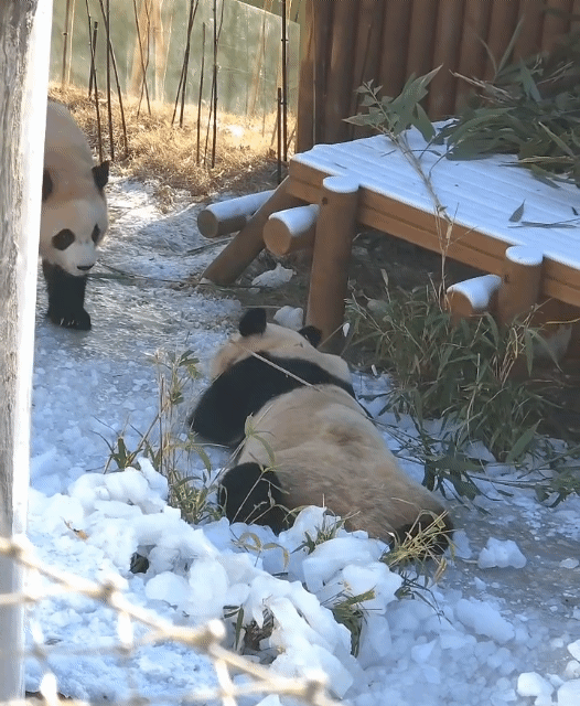 루이바오🐼: 둉탱아 이제 그만 먹고 들어가자!!! 들어가자고!!💜🩷 | 인스티즈