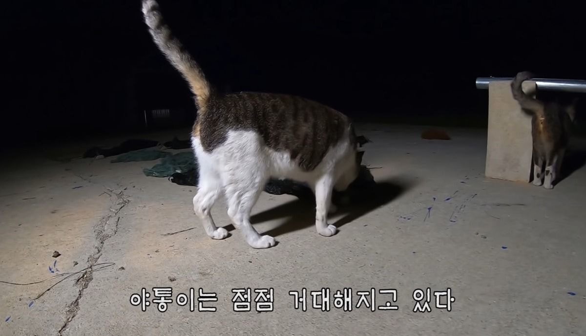 haha ha 고양이로 보는 등치가 좋아야 하는 이유 | 인스티즈