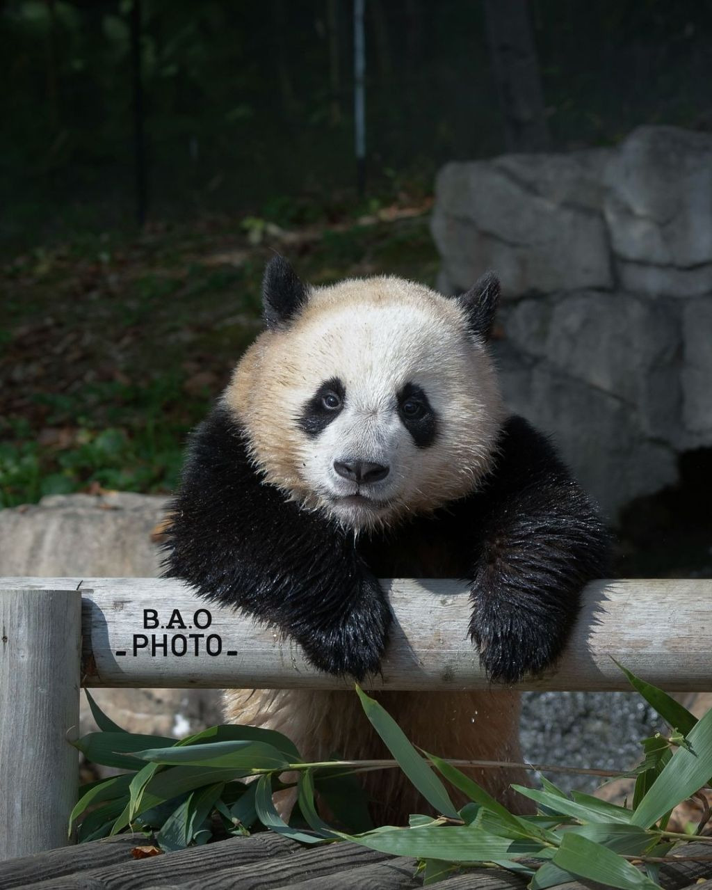 누가 봐도 신나게 논 흙곰 후이바오🐼.jpg | 인스티즈