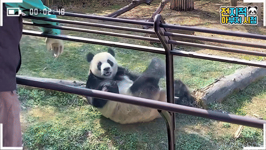 훤칠한 키, 짧은 다리, 귀여운 뱃살을 가진 우리 러부지 러바오.gif | 인스티즈