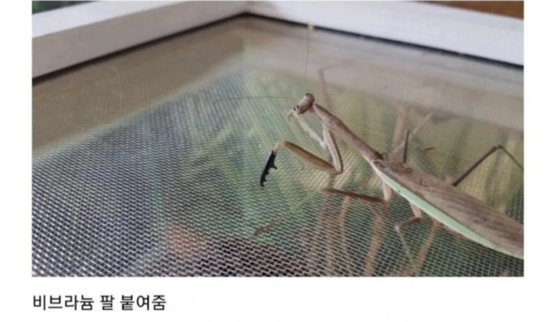 비브라늄 사마귀 최신근황 | 인스티즈