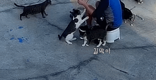 haha ha 고양이로 보는 등치가 좋아야 하는 이유 | 인스티즈